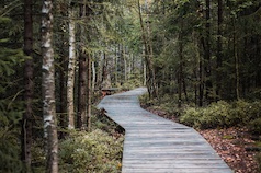 Journey Orchestration Readiness - wood boardwalk curving through the woods